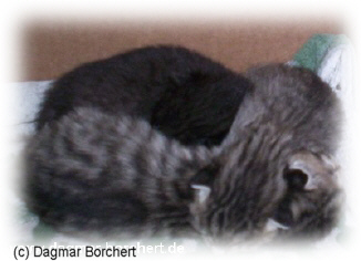 Grey Katzenbabies kurz nach der Geburt