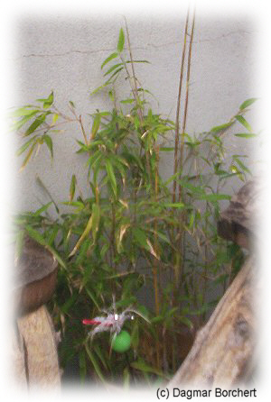 Bambus Spectabilis oder Gartenbambus